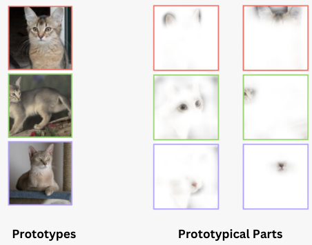 Comparison between cat prototypes and their prototypical parts