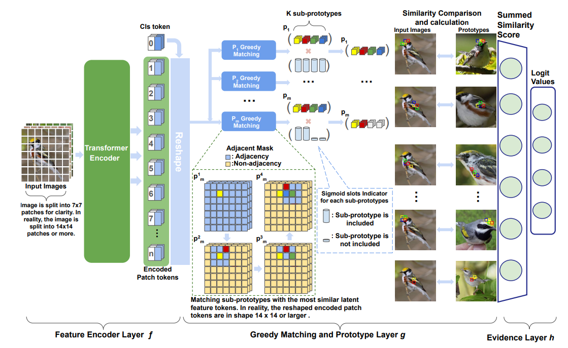 ProtoViT Architecture Overview
